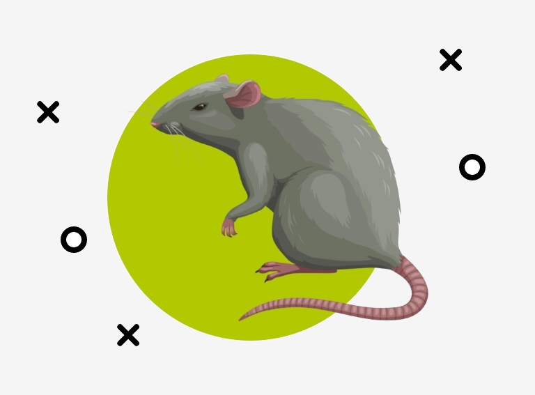 ikona szczura
